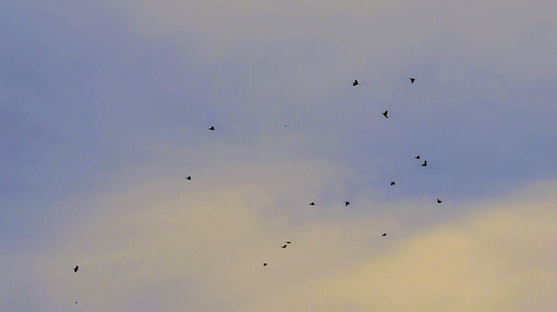 A local dove hunt yesterday turned into some of the finest shooting!